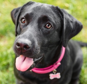 Black Labrador Sitting