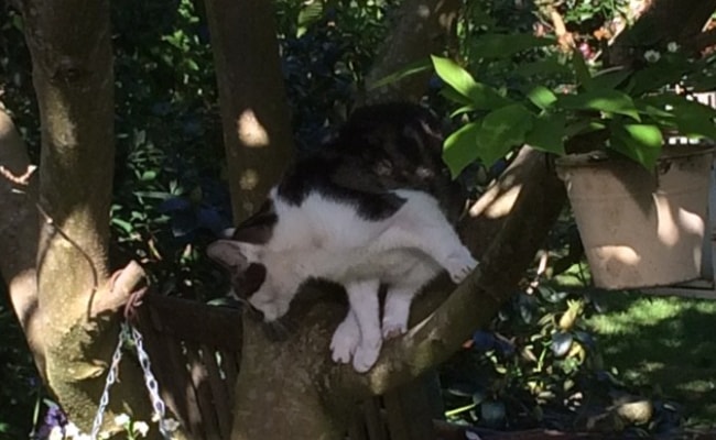 Cat In A Tree