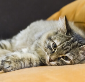 Cat Lying On A Chair