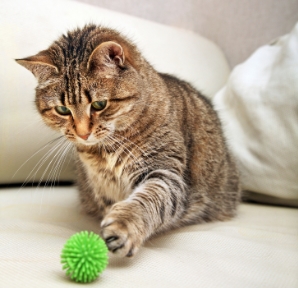 Cat Playing Indoors With Green Ball Cat Playing Indoors With Green Ball