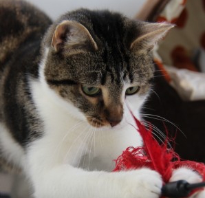 Cat Playing Indoors