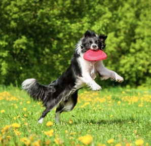 Dog Playing With Firsbe