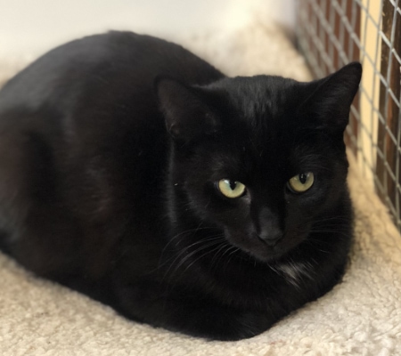 Ebony New Home Ebony New Home