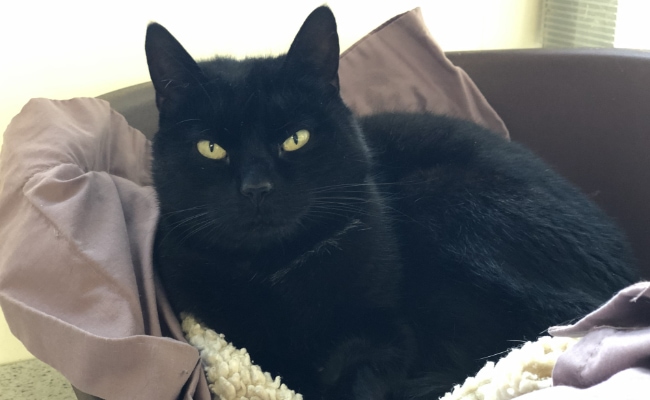 Ebony The Cat Ebony The Cat