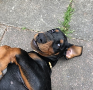 Ellie Puppy Ellie Puppy