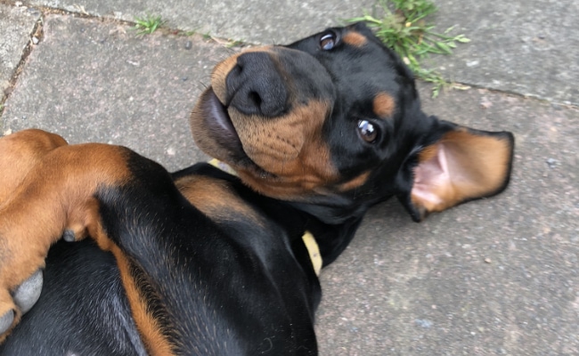 Ellie looking happy while playing on the floor outside