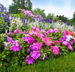 Flower Flower