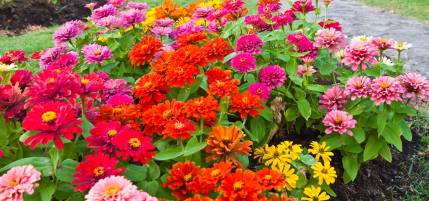 Flowers In A Garden Flowers In A Garden