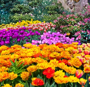 Flowers Flowers