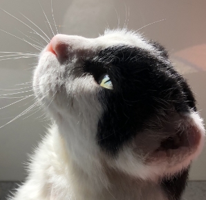 Fred The Cat Fred The Cat