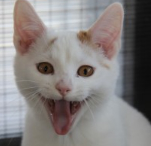 Happy Cat With A Big Smile Happy cat with a big smile