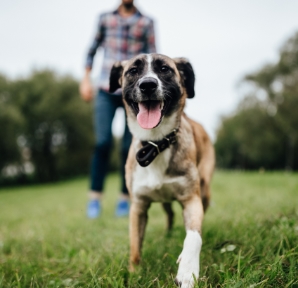 Happy Dog Walking With Owner