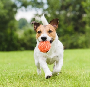 Small Dog With Ball Small Dog With Ball