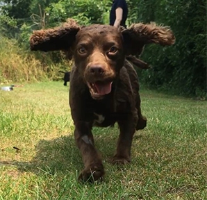Dog running towards camera Dog running towards camera