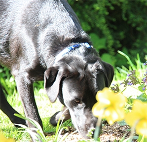 Black dog sniffing the ground