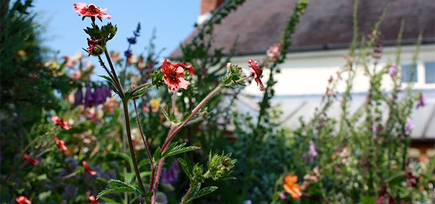 Plants close up