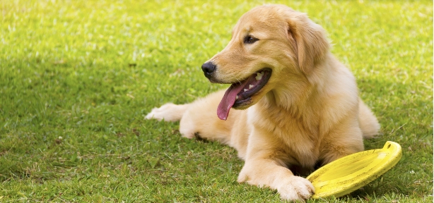 Golden Retriever Lying Down On Grass