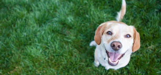Happy Dog looking up Happy Dog looking up