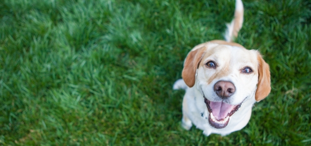 Happy Dog looking up