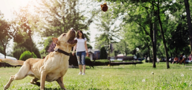 Small Dog Playing With Ball