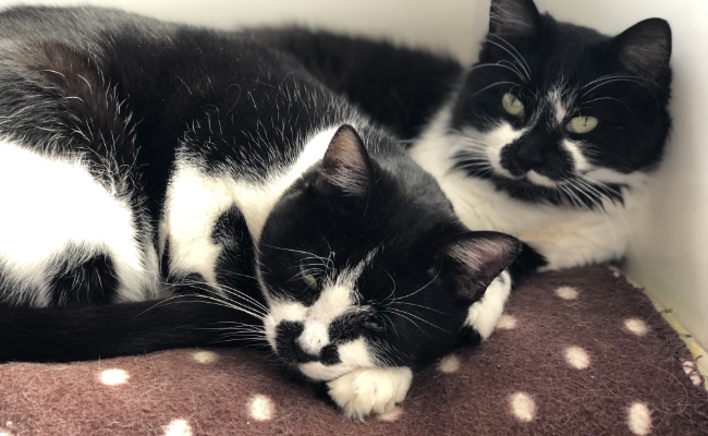 Two Cats Laying Down Two Cats Laying Down