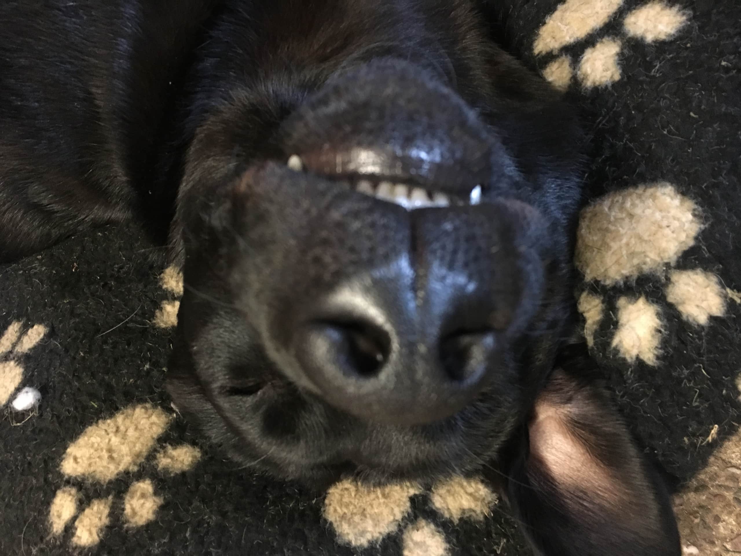 Afternoon Snooze Afternoon Snooze