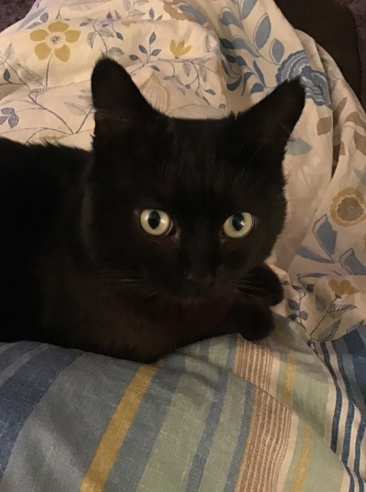 Bagheera