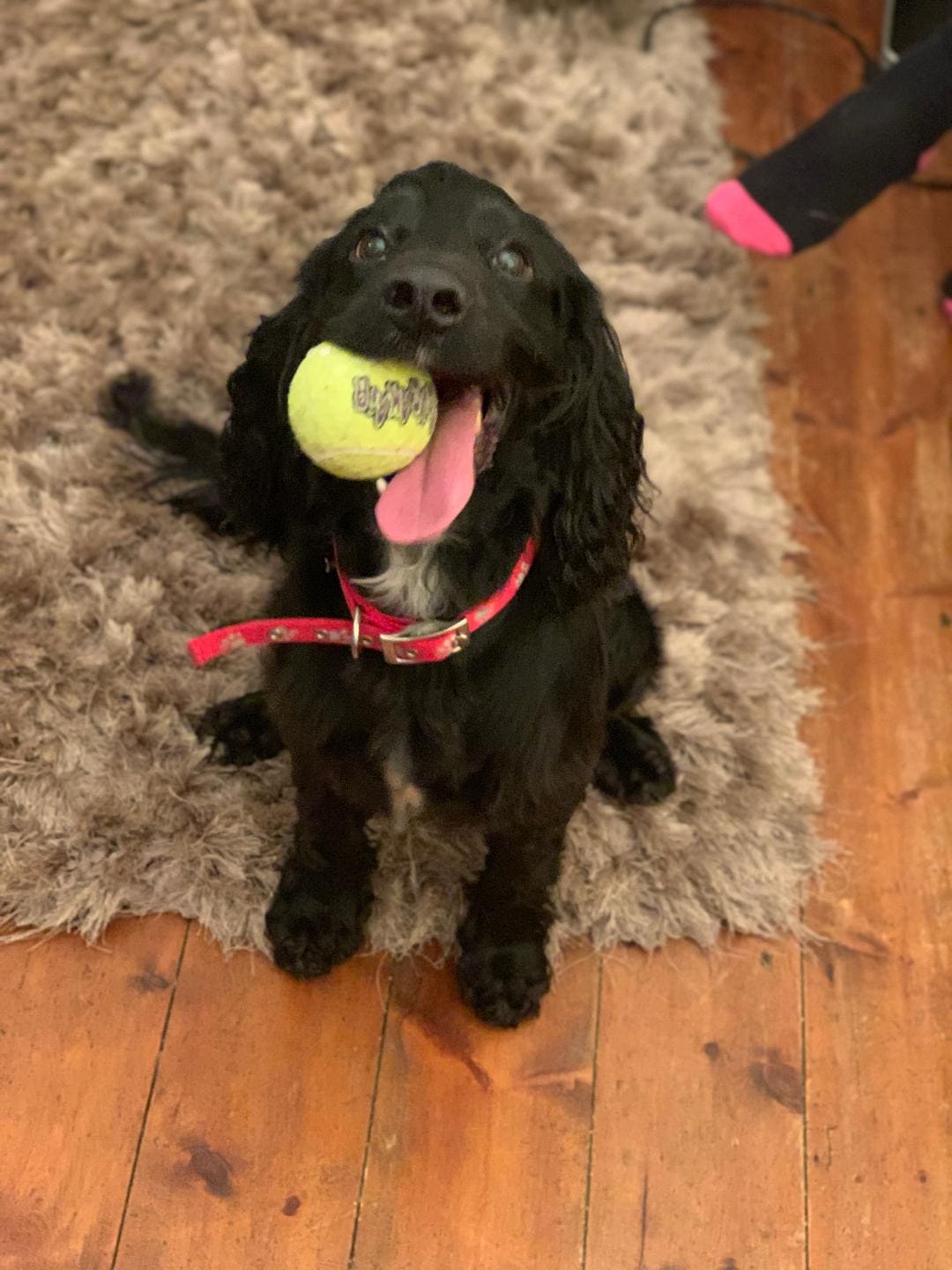 Bertie Bertie