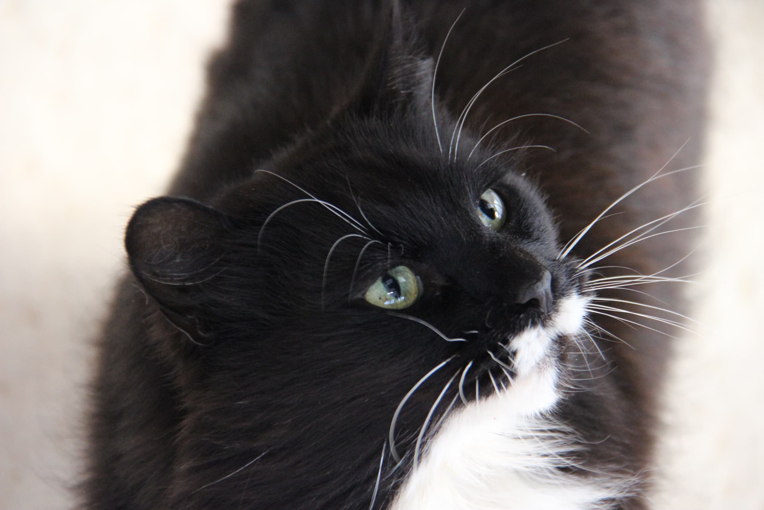 Blackcatr Blackcatr