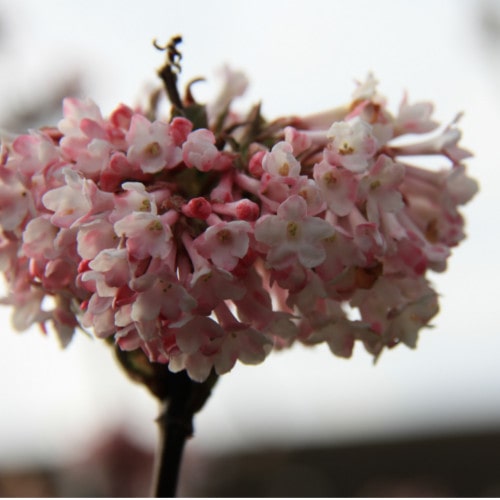 BlossomstickGIMP