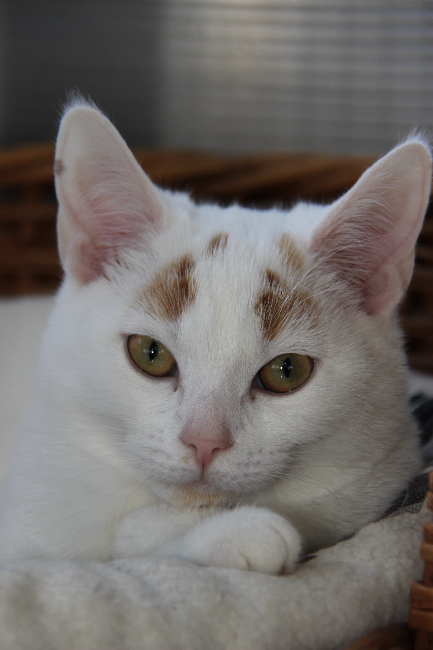 Cutecat Cutecat