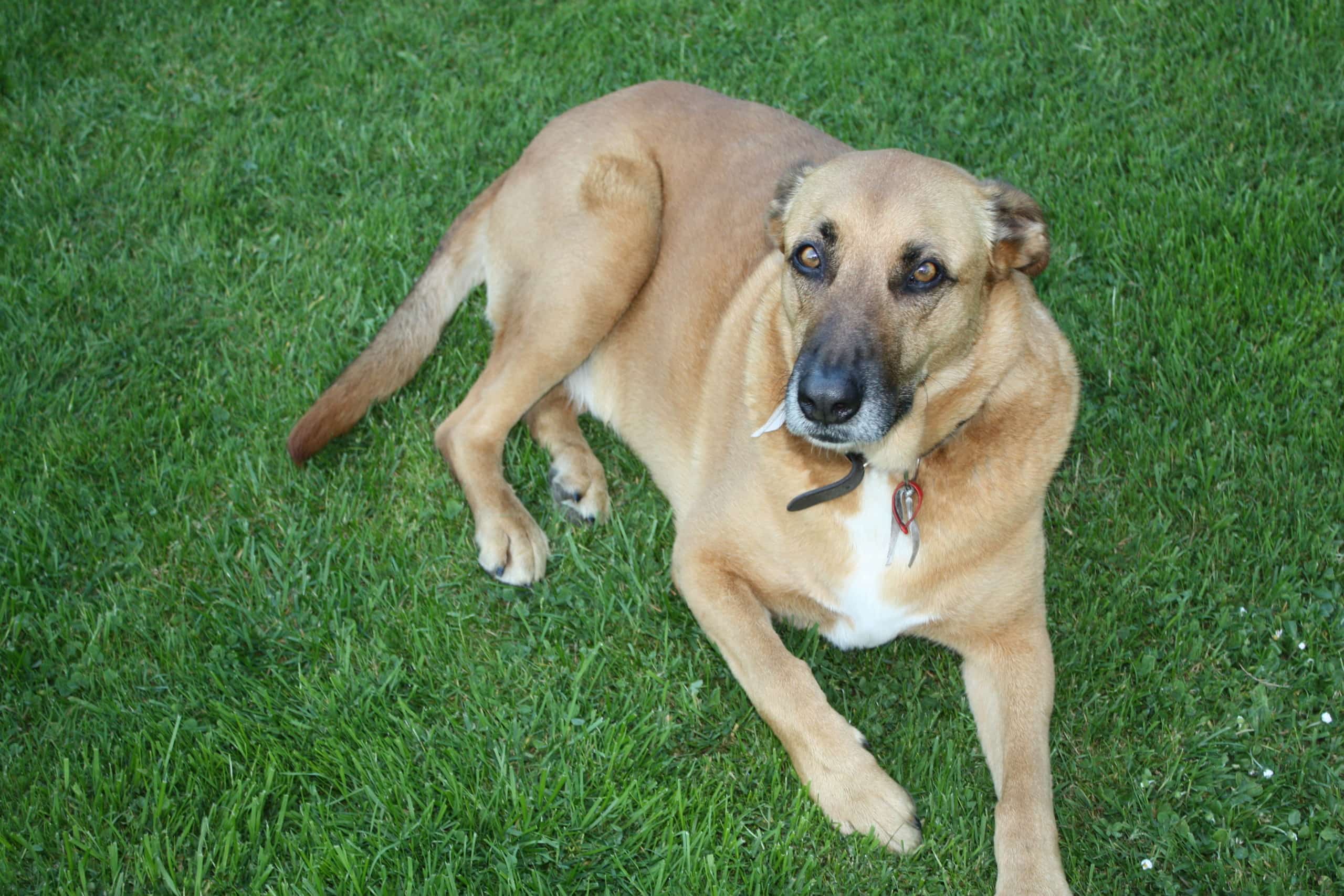 =doggrass =doggrass