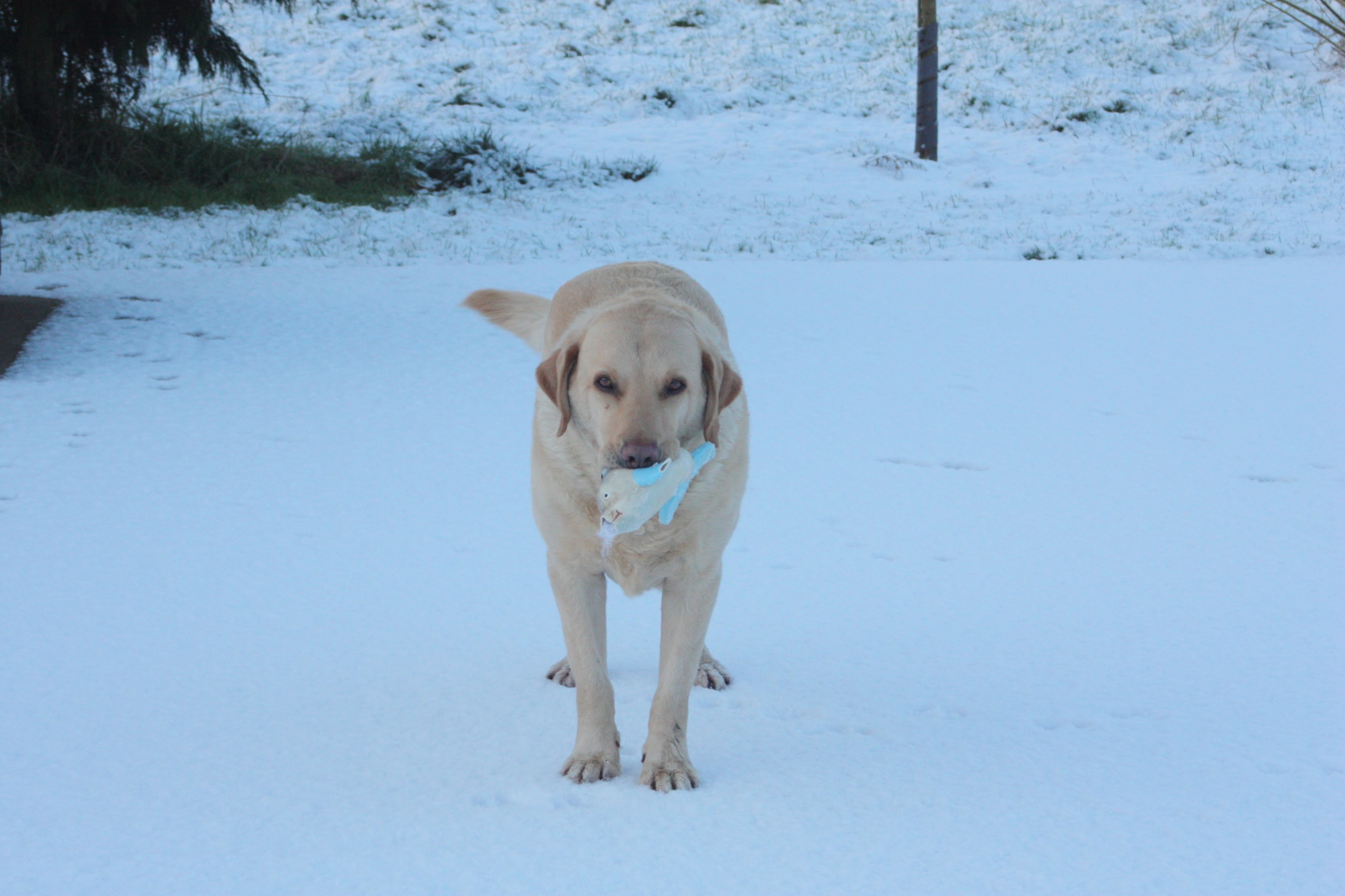 Dogsnow Dogsnow