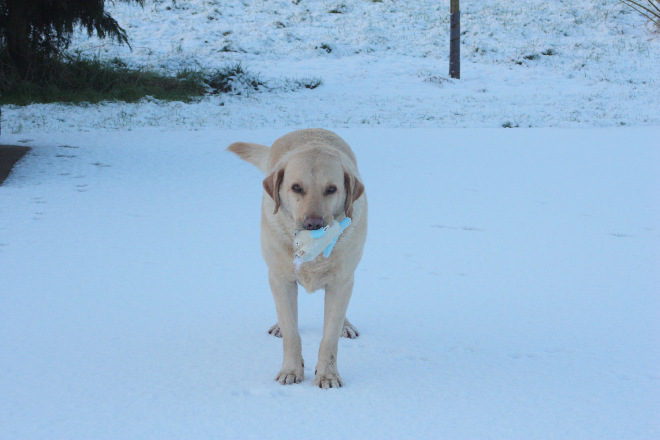 Dogsnow