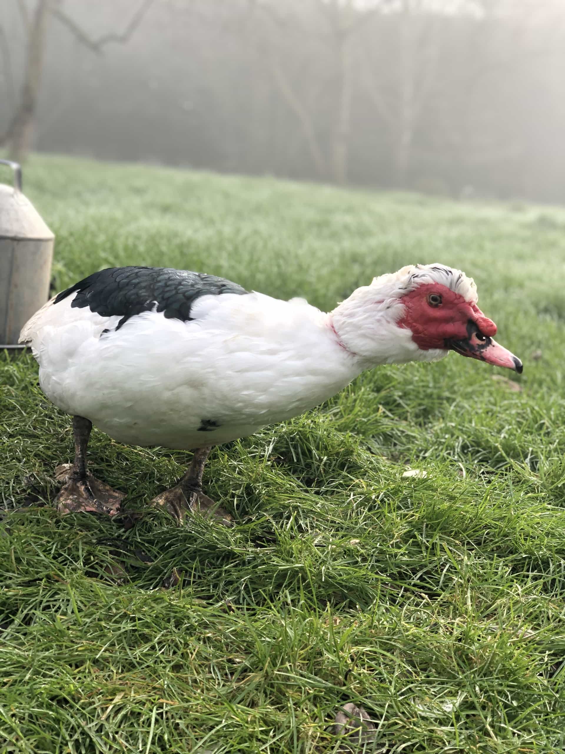 Duck Duck