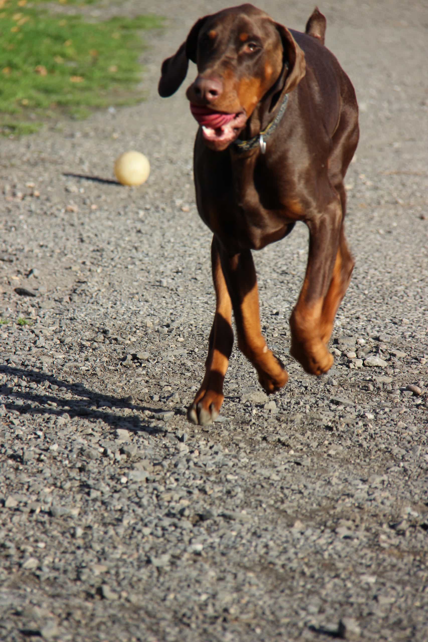 Kai Playing