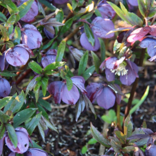 Purple Flowers Purple Flowers