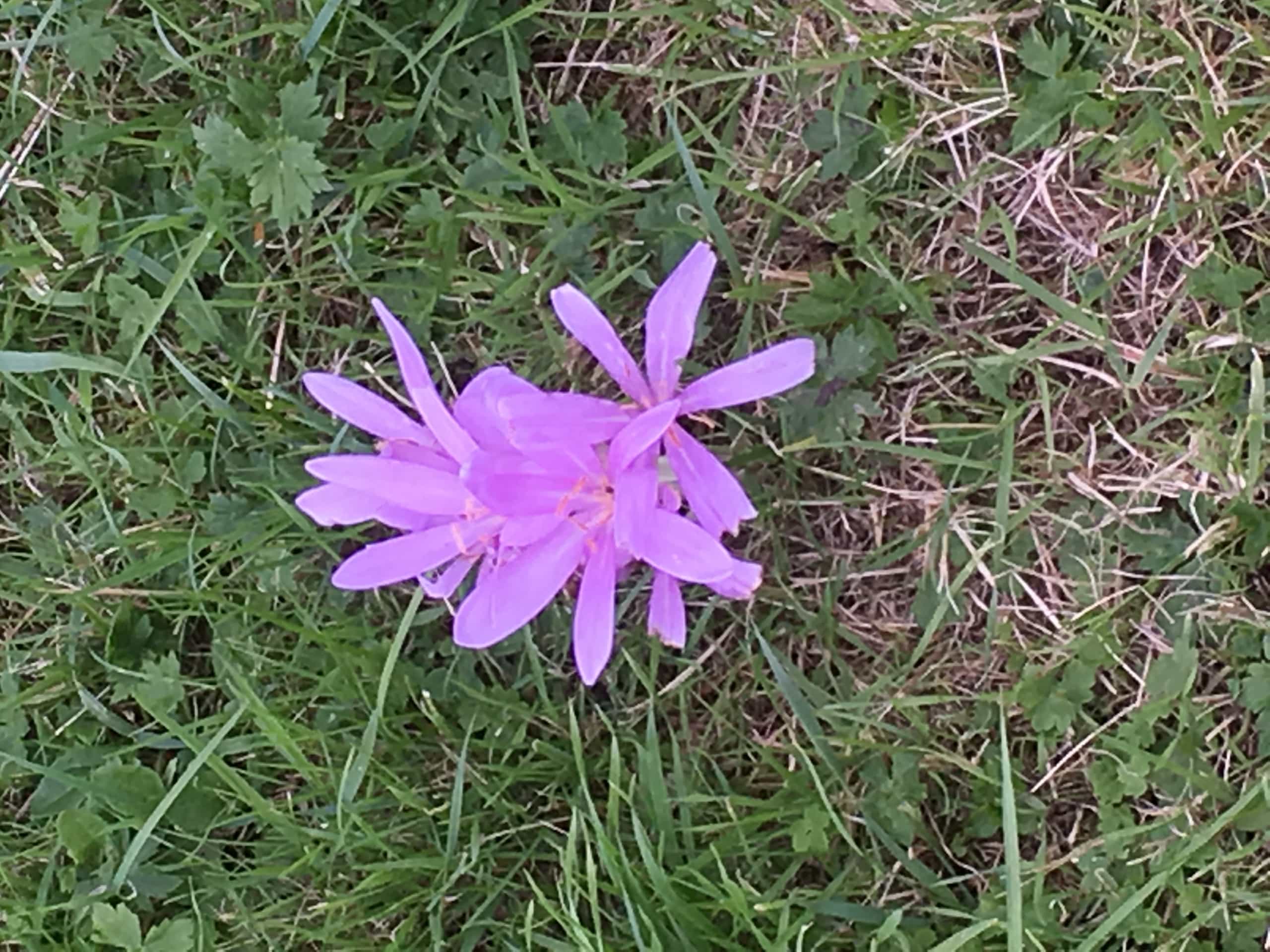 Purple September Flower Purple September Flower