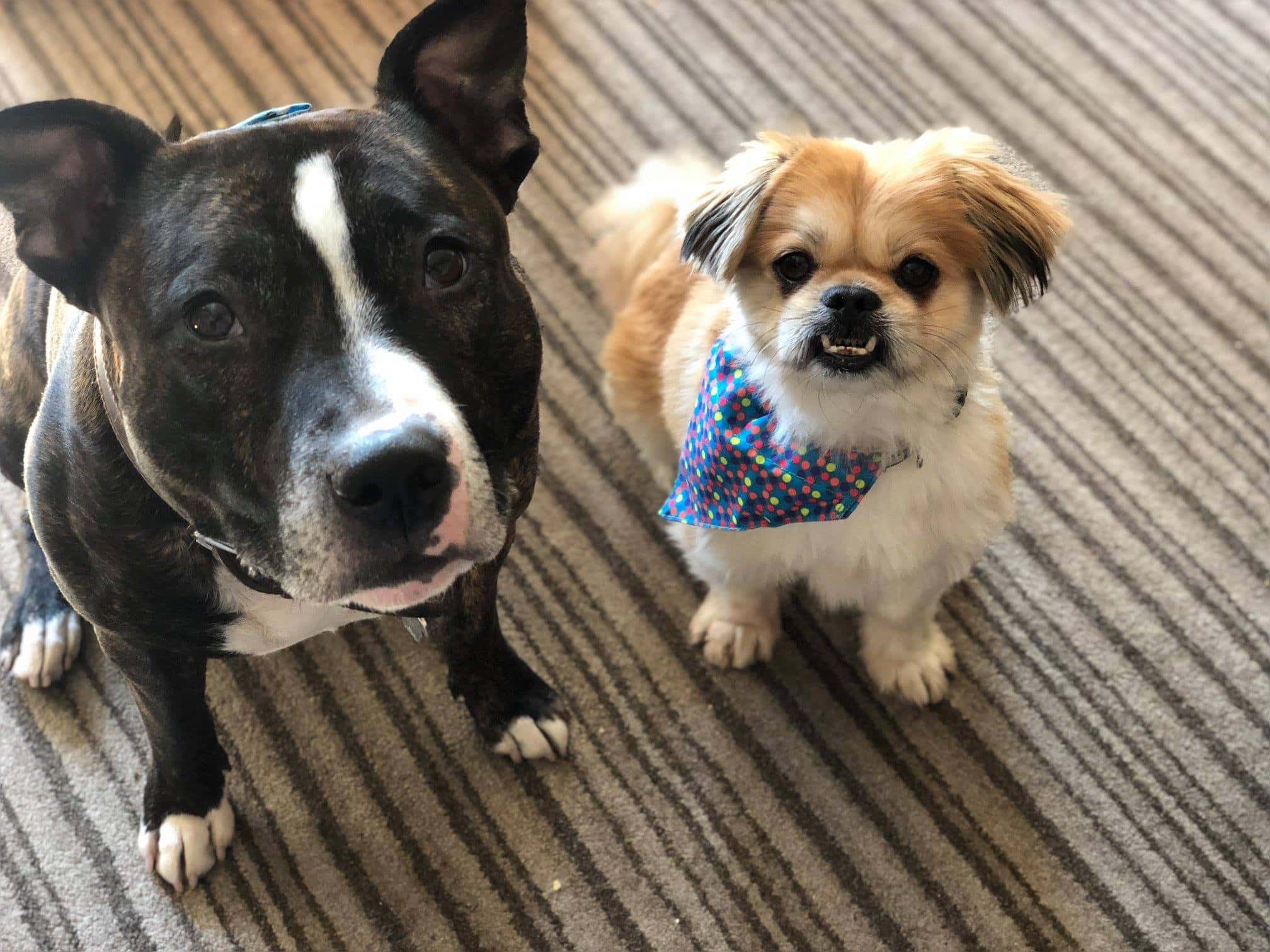 Ralphkings Ralph & Kingsley