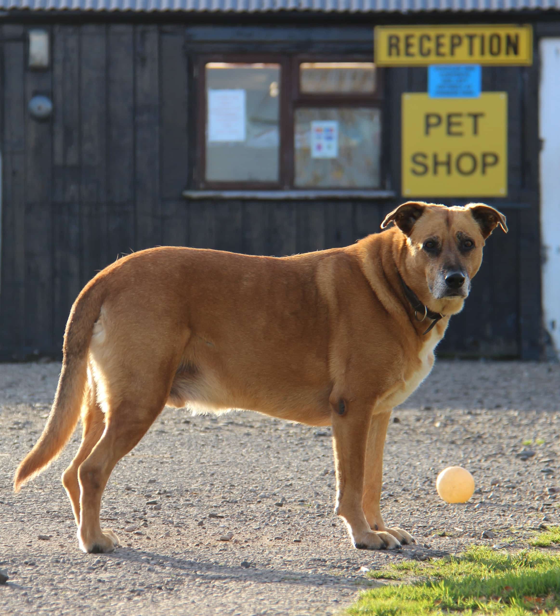 Receptiondog