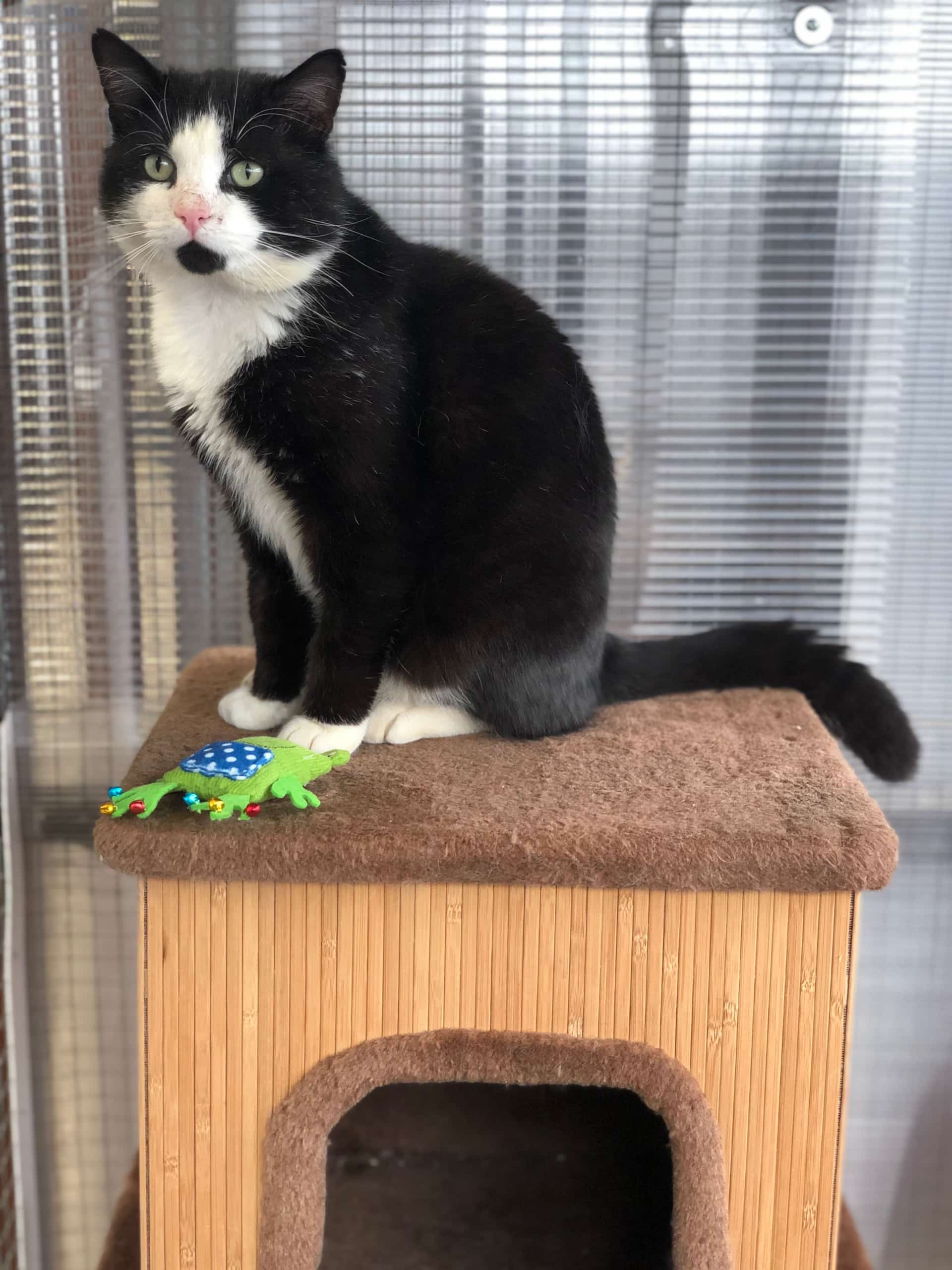 Socks2 Socks2