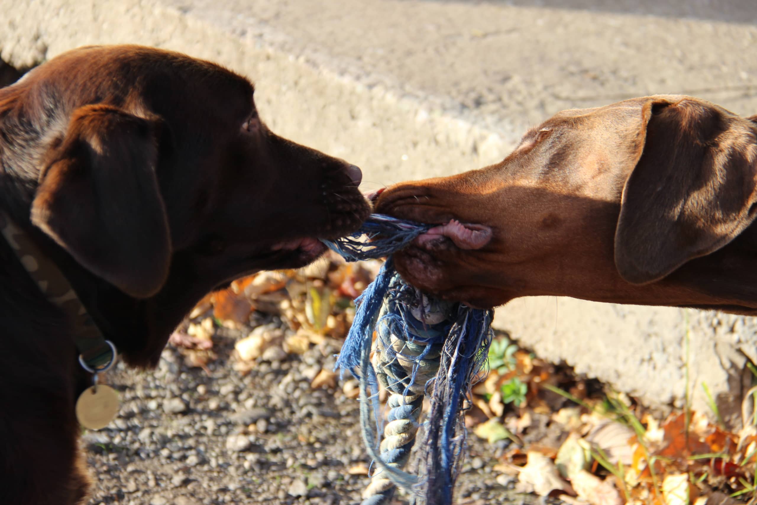 Tugofwar Tugofwar