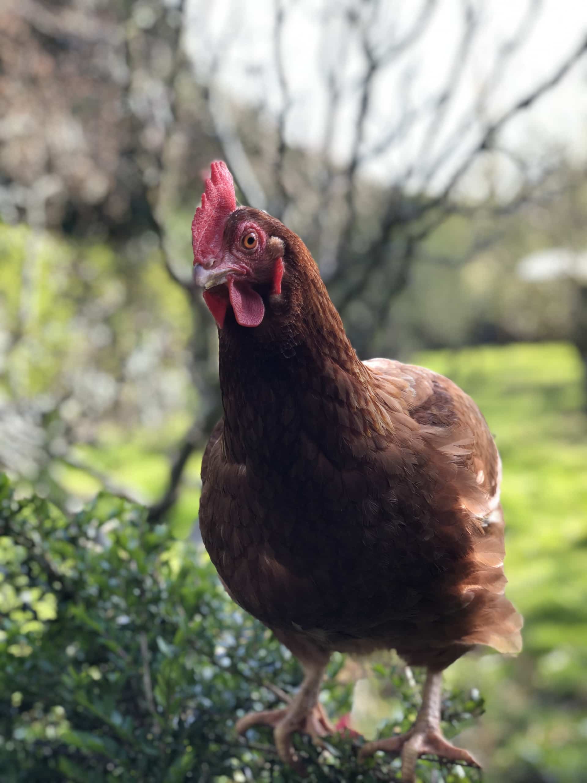 Chicken Chicken