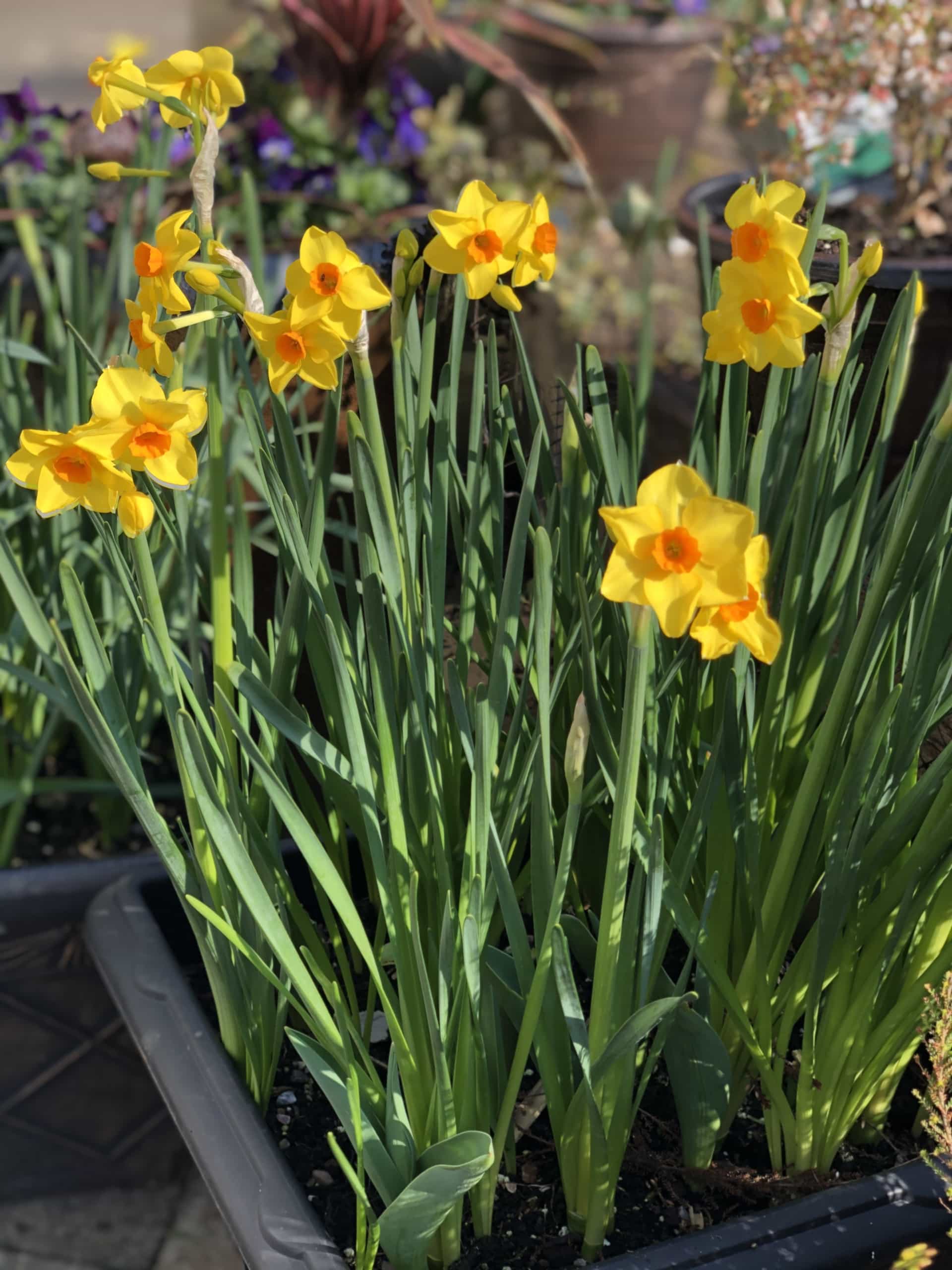 Daffodills Daffodills