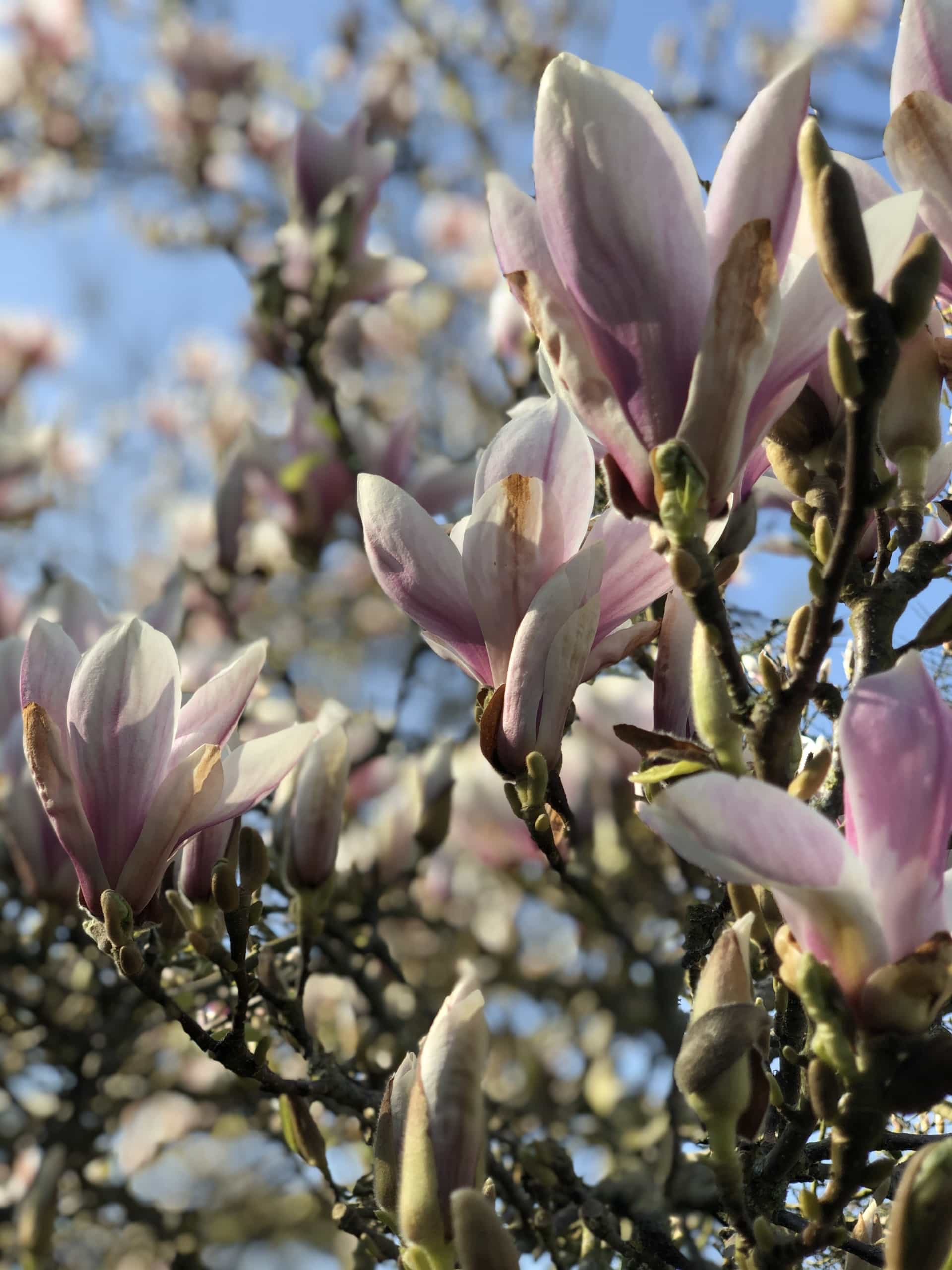 Magnolia Magnolia