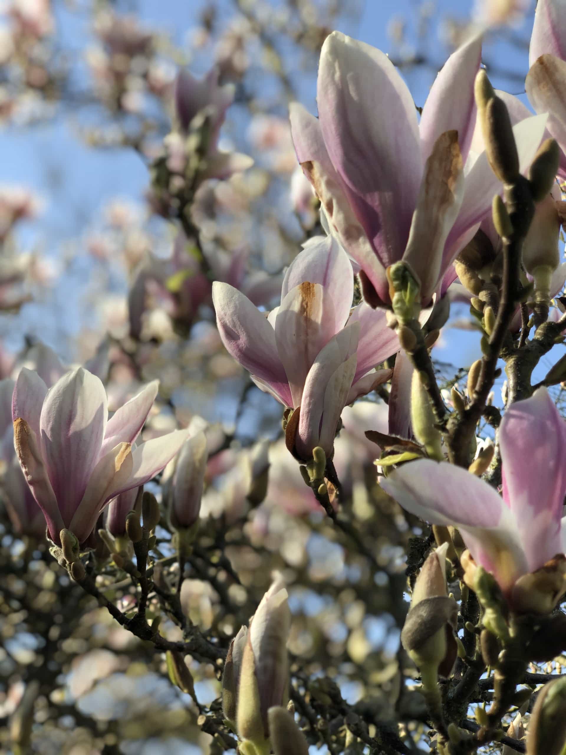 Magnolia