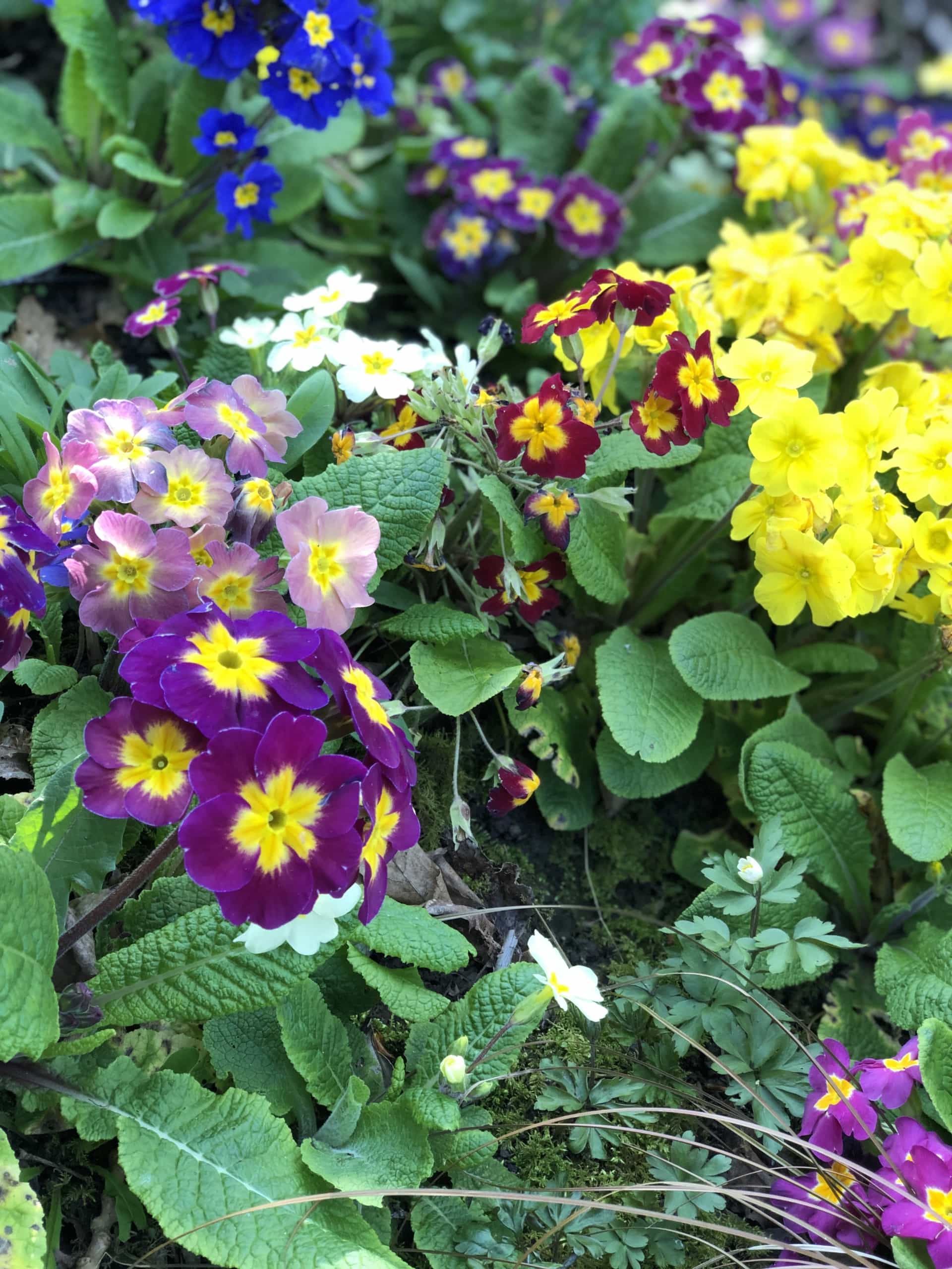 Multiflower Multiflower