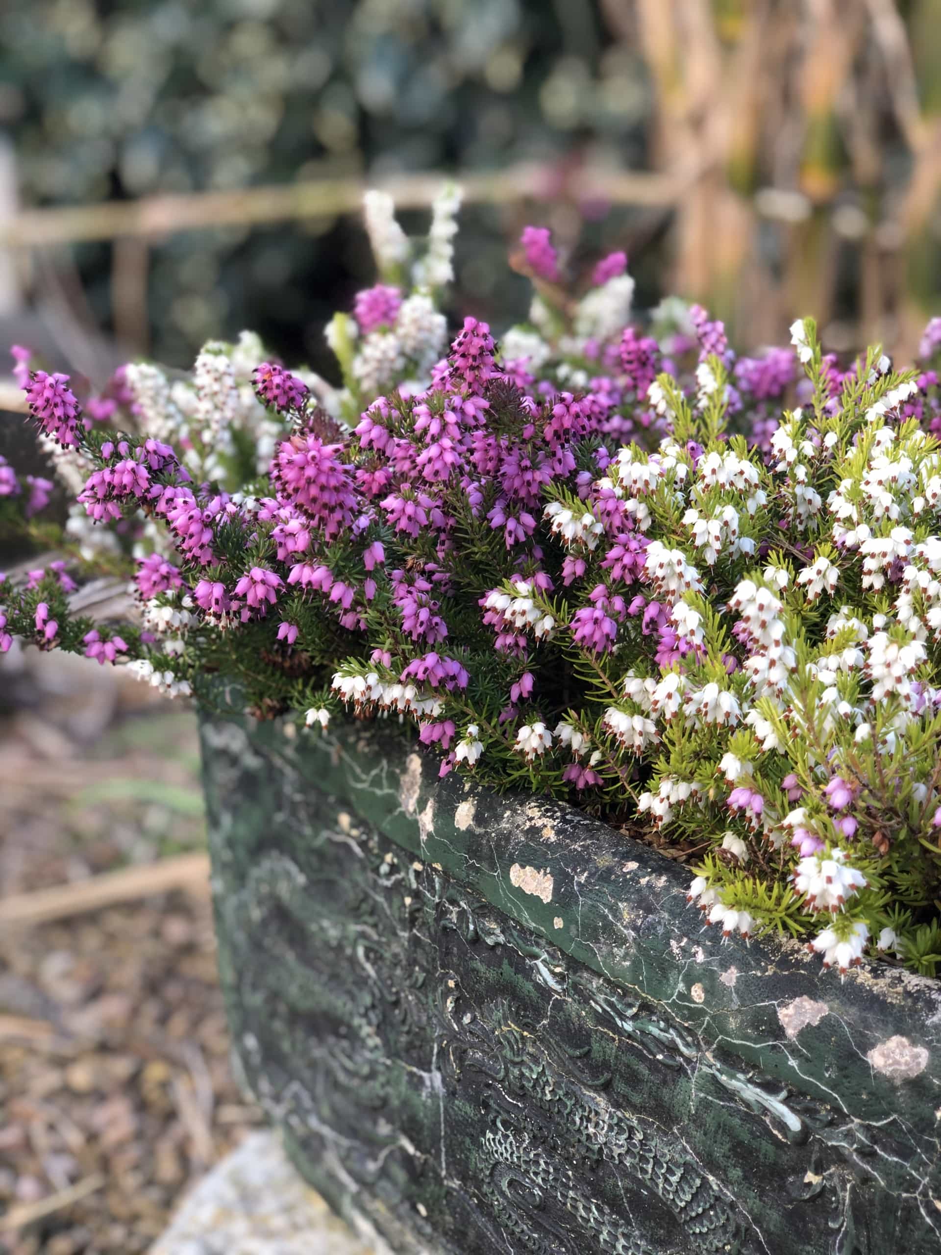 Purpwhiteflower Purpwhiteflower