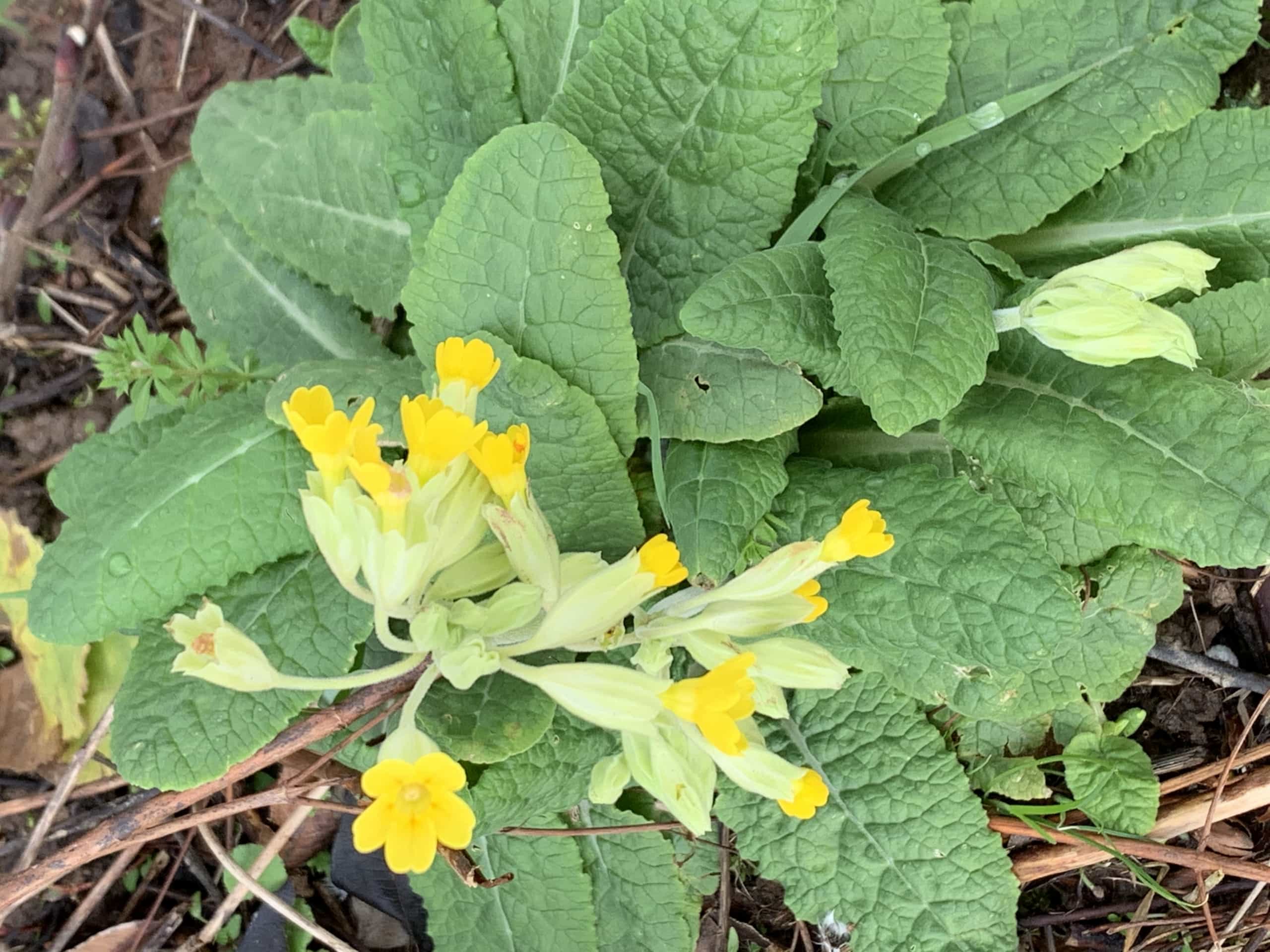 Yellowflower Yellowflower