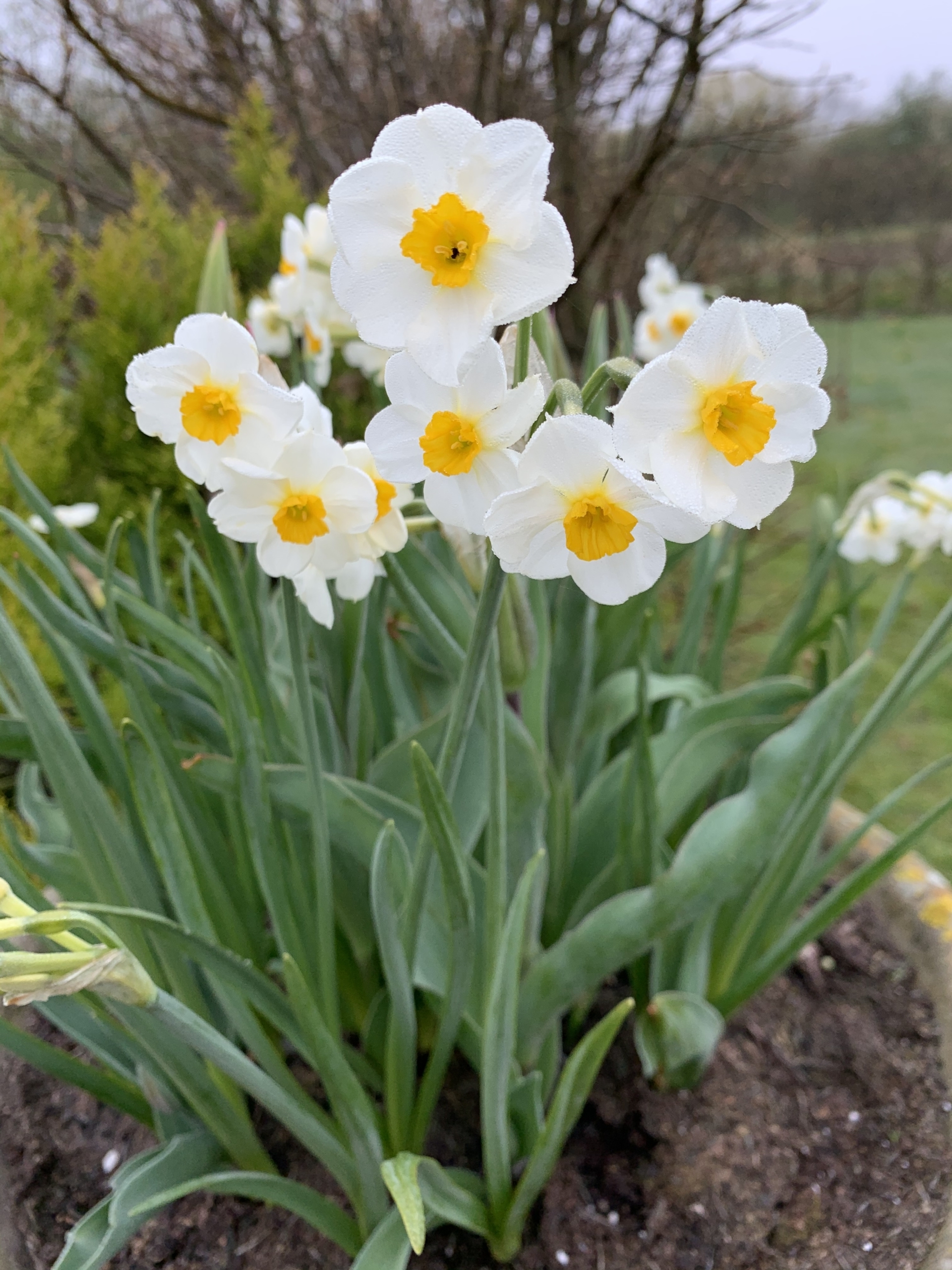 Daffs Daffs